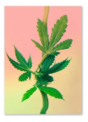 Psychedelic Fleurs Postcard