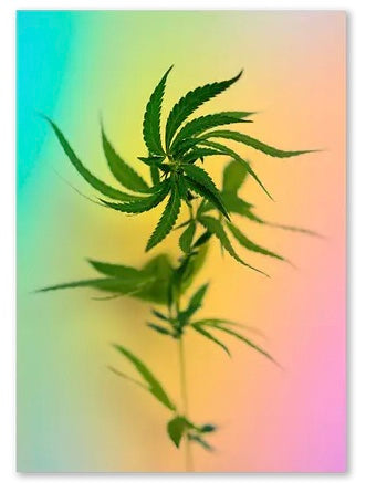 Psychedelic Fleurs Postcard