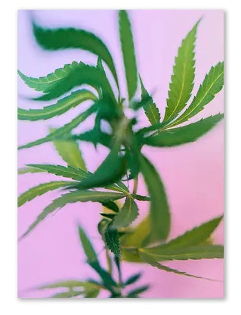 Psychedelic Fleurs Postcard
